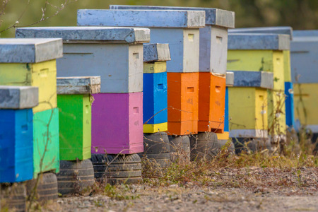 Colorful bee hives in a row on old car tiresの写真素材