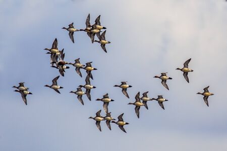 The Eurasian wigeon (Anas penelope) is a medium-sized duck breeding in Northern Europe and migrating south in winterの写真素材