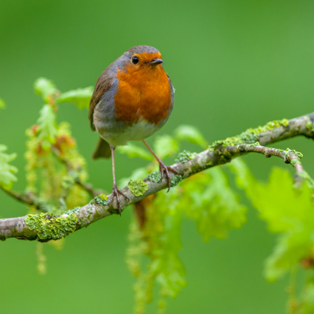 Red robin (Erithacus rubecula) perched on flowering oak branch with fresh leaves as a concept for...
