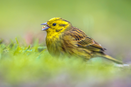 Yellowhammer (Emberiza citrinella) foraging in grassy backyard. this bird is partially migratory, with much of the population wintering further south.の写真素材