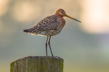 Suspicious Black-tailed Godwit (Limosa limosa) perched on wooden meadow fence post in natural...