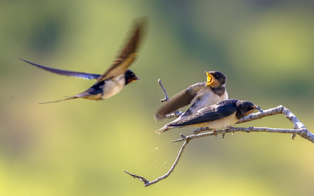 Barn swallow (Hirundo rustica) in flight, feeding juveniles on branchの写真素材