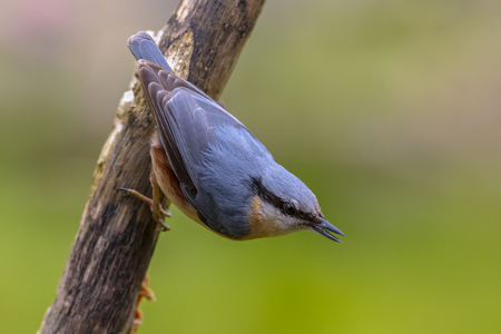 Eurasian nuthatch, wood nuthatch (Sitta europaea) clinging on a branchの写真素材