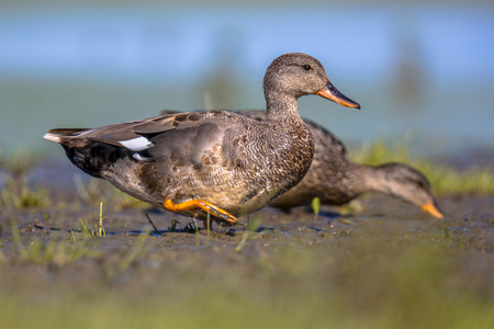 Pair of Gadwall (Anas strepera) walking on mudflat of wetland. The gadwall is a bird of open marshlands, such as prairie or steppe lakes, wet grassland or marshes with dense fringing vegetationの写真素材