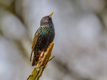 Singing Common Starling (Sturnus vulgaris) displaying territorial behavior in front of nesting siteの写真素材