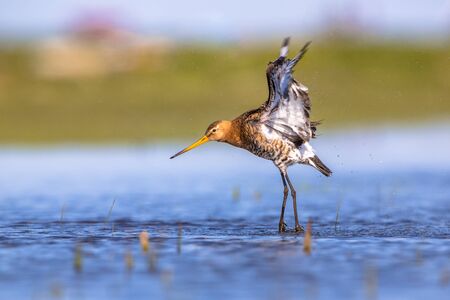 Black-tailed Godwit (Limosa limosa) flying up from shallow water of a wetland. Marshlands are used as layovers during migrationの写真素材