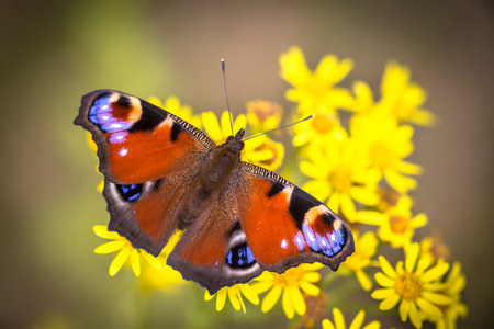 The European Peacock (Aglais io) is a colourful butterfly, found in Europe and temperate Asia as far east as Japan.の写真素材