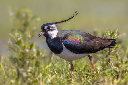 Northern lapwing (Vanellus vanellus) male walking majestically through grassland habitat with wind...