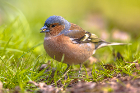 Chaffinch (Fringilla coelebs) on lawn of an ecological garden looking. The chaffinch breeds in much of Europe, across Asia to Siberia and in northwest Africa.の写真素材