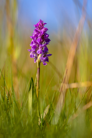 Western Marsh orchid (Dactylorhiza majalis) in a protected nature reserve in Drenthe, the Netherlandsの写真素材