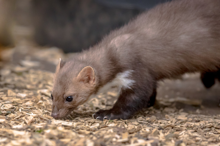 Stone Marten (Martes foina) also known as Beech Marten or House marten. Sniffing on floor of an atticの写真素材