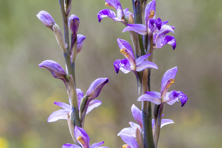 Big Violet Limodore (Limodorum abortivum) orchid blooming on the forest floor of mount Olympus on Lesbos island, Greeceの写真素材