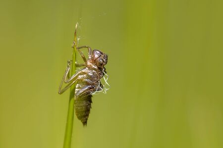 Empty cocoon left by New born Dragonfly. As an  transformation example concept for metamorphosis in the insect worldの写真素材