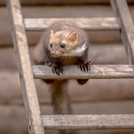 Stone Marten (Martes foina) also known as Beech Marten or House marten. Sitting and looking on a ladder to an atticの写真素材