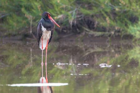 Black stork (Ciconia nigra) looking for food in the East river birding site near Skala kallonis on Lesbos island Greeceの写真素材