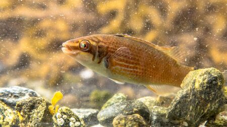 Marine fish goldsinny wrasse (Ctenolabrus rupestris) in natural habitatの写真素材