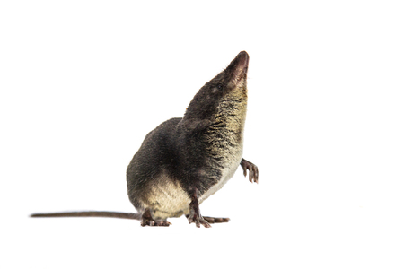 Eurasian water shrew (Neomys fodiens) sniffing the air and looking up on white backgroundの写真素材