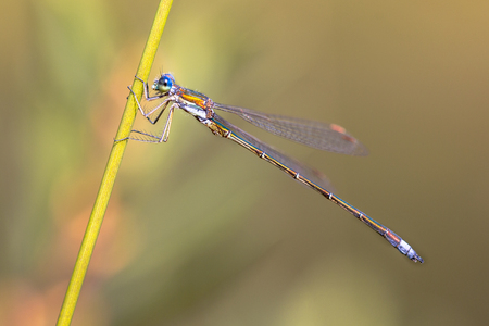 Male Small emerald spreadwing dragonfly (Lestes virens) pair mating in tandem positionの写真素材