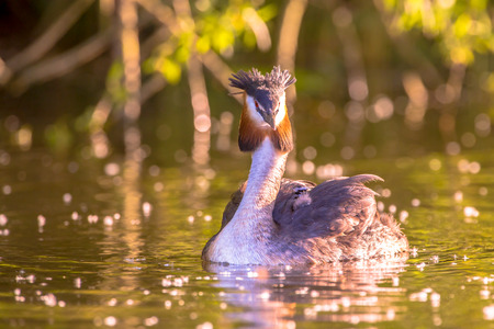 Great Crested Grebe (Podiceps cristatus) floating in water with chicks on her back under beautiful sunset reflectionsの写真素材