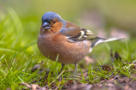 Common Chaffinch (Fringilla coelebs) on lawn of an ecological garden looking. The chaffinch breeds in much of Europe, across Asia to Siberia and in northwest Africa.の写真素材