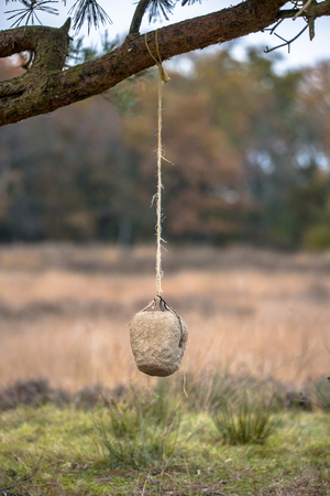 Salt lick for wildlife in nature reserveの写真素材