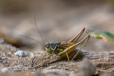 Roesel's bush-cricket (Metrioptera roeselii) in natural habitat. This is a European bush-cricket, named after a German entomologist.の写真素材