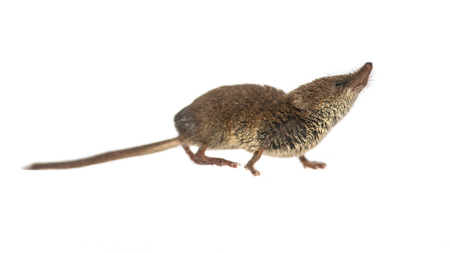 Eurasian pygmy shrew (Sorex minutus) looking up on white backgroundの写真素材