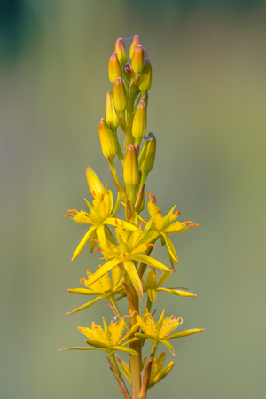 Detailed image of Bog Asphodel (Narthecium ossifragum) flower. A plant of Western Europe, found on wet, boggy moorlands up to about 1000 m in elevation.の写真素材