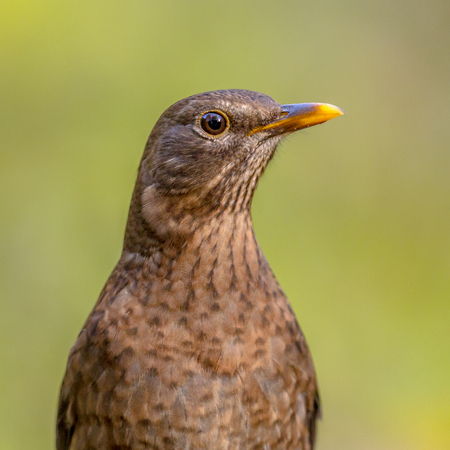 Female blackbird (Turdus merula) headshot with bright green colored background