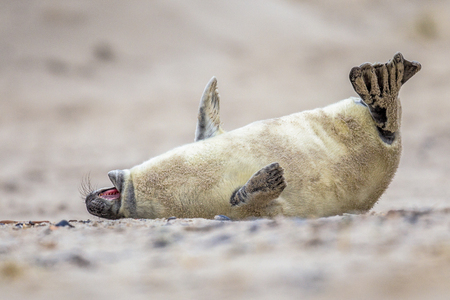 baby Grey seal (Halichoerus grypus) bent of laughter in sand on beach of Helgoland, Germanyの写真素材