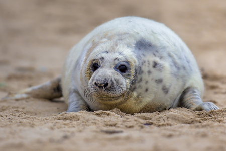 Friendly looking baby common seal (Phoca vitulina) one animal looking curious in camera while lying on beachの写真素材