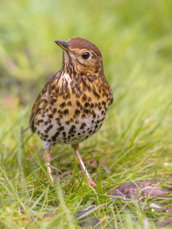 Song Thrush (Turdus philomelos) foraging in backyard lawn and looking in camera with one eye from green grass backgroundの写真素材