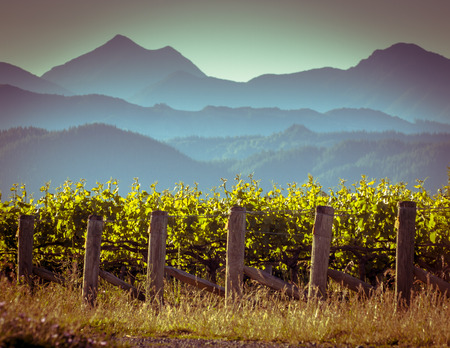 View of vineyard with misty mountains background at sunset in Marlborough region New Zealandの写真素材