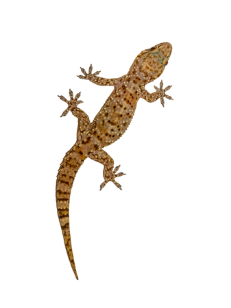 Mediterranean house gecko (Hemidactylus turcicus) climing vertically on white background wall