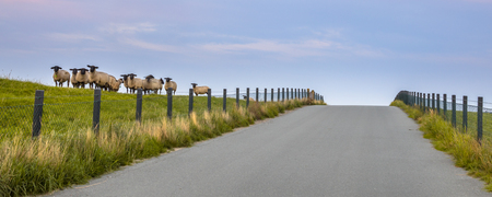 Road over dutch dike with group of sheep looking in cameraの写真素材