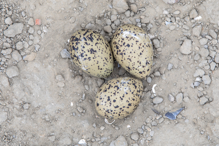 Nest with three eggs of Pied Oystercatcher (Haematopus ostralegus)の写真素材