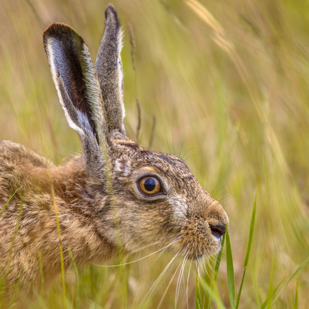 Portrait of European Hare (Lepus europeaus) hiding in grass and relying on camouflage