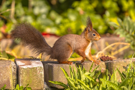 Red Squirrel (Sciurus vulgaris) standing on brick garden wall and looking at cameraの写真素材
