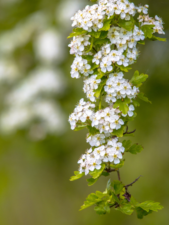 Blossom of common hawthorn or single-seeded hawthorn (Crataegus monogyna). This species of hawthorn...