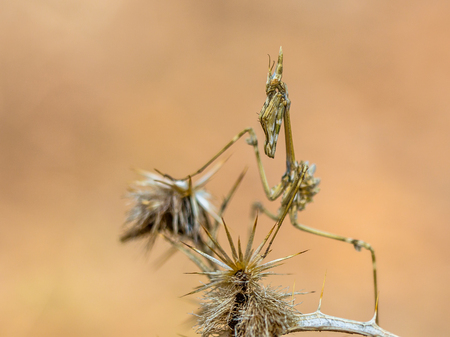 Conehead mantis (Empusa pennata) mediterranean shrubland ambush predator insect with camouflage colorsの写真素材