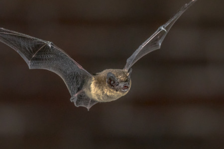 Close up of Pipistrelle bat (Pipistrellus pipistrellus) flying on attic of church in darknessの写真素材