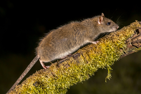 Wild Brown rat (Rattus norvegicus) turning on mossy branch at night. High speed photography imageの写真素材