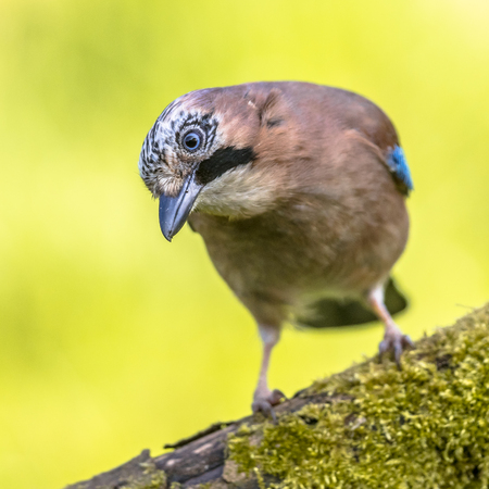 Eurasian jay (Garrulus glandarius) on log looking down with vivid green background