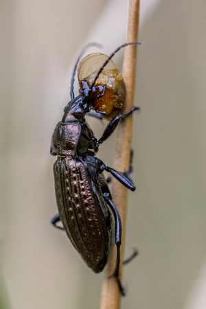 Predator Beetle eating small snail on grass stemの写真素材