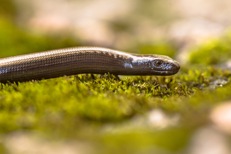 Peloponnese slowworm (Anguis cephalonnica) endemic lizard to southern part of Greece. With distinct lobbed brown color line in neck.の写真素材