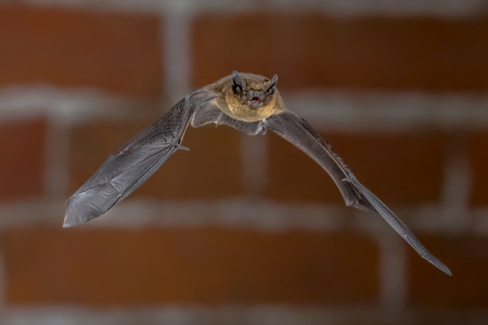Nocturnal Pipistrelle bat (Pipistrellus pipistrellus) close up. Flying in urban setting with bricks in background in darkness at nightの写真素材