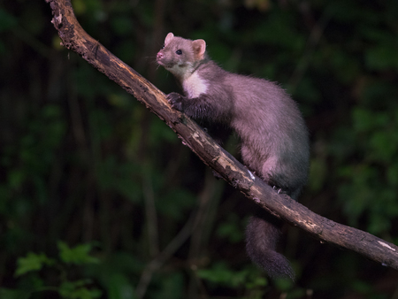 Wild Beech marten (Martes foina) on branch in natural habitat at night. This small nocturnal predator is indispensable for the ecological balance in an ecosystemの写真素材
