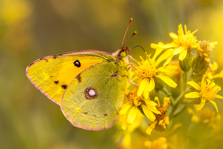 Butterfly Pale clouded yellow (Colias hyale) feeding nectar on yellow flowers backgroundの写真素材