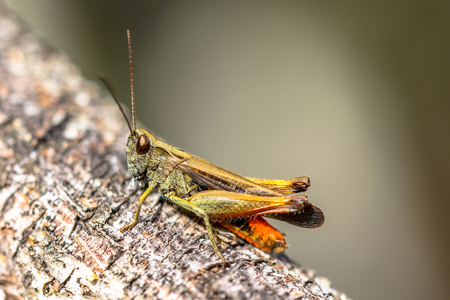 Woodland Grasshopper (Omocestus rufipes) perched on branch. This grasshopper is present in most of Europe, in eastern Palearctic ecozone, in North Africa and in the Near East.の写真素材