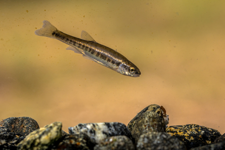 Eurasian minnow (Phoxinus phoxinus) is a small species of freshwater fish in the carp family...